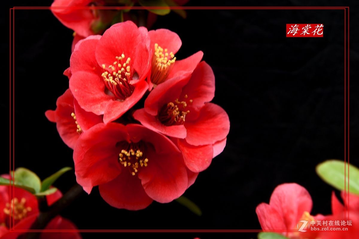 一组“贴梗海棠”拍