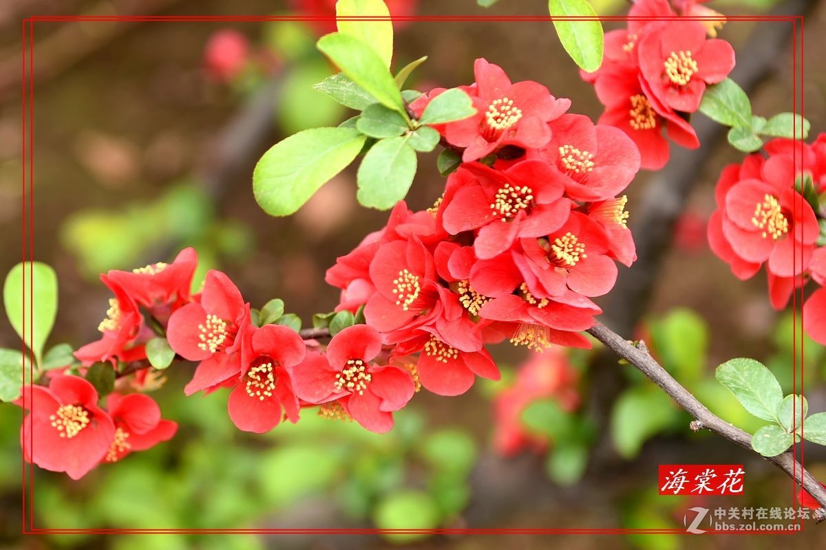 一组“贴梗海棠”拍