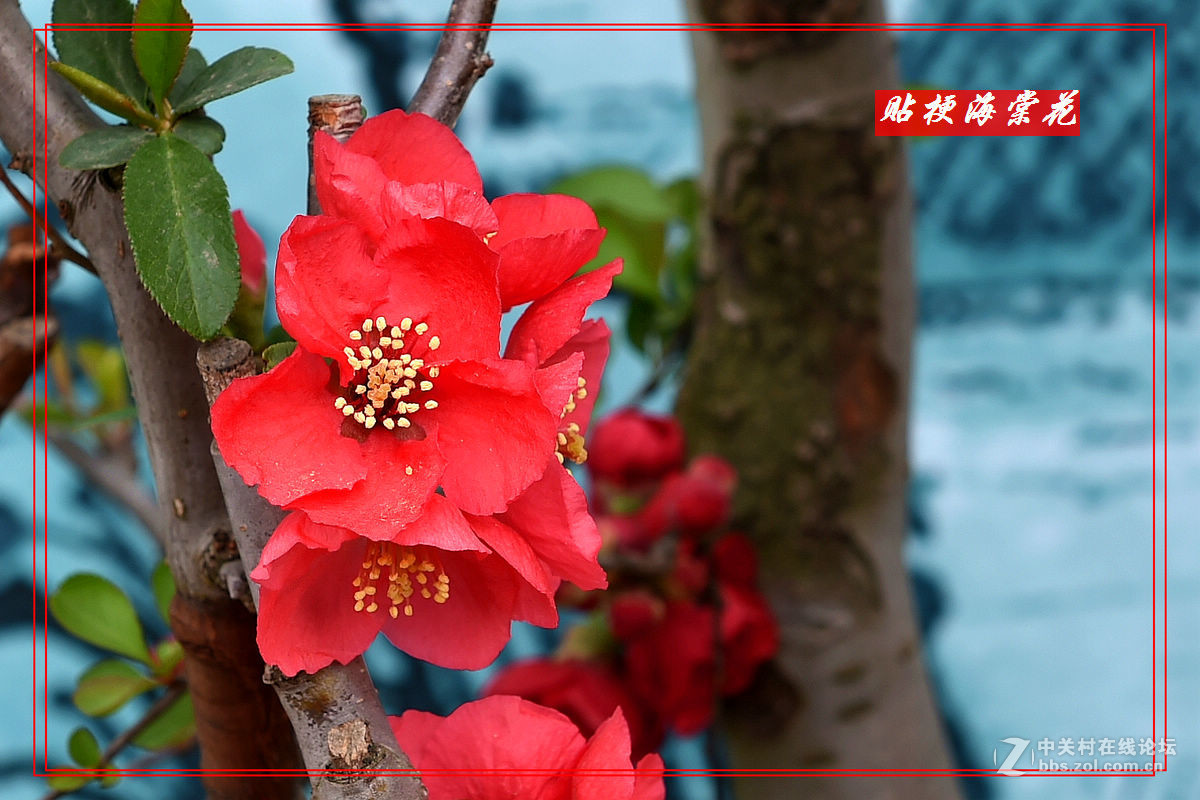 一组“贴梗海棠”拍