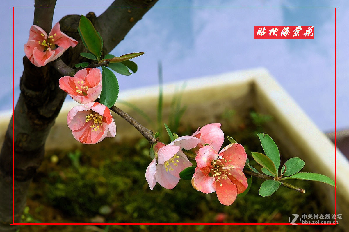 一组“贴梗海棠”拍