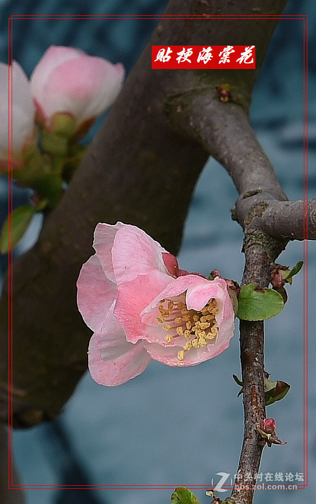 一组“贴梗海棠”拍