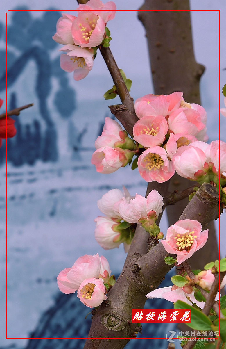 一组“贴梗海棠”拍