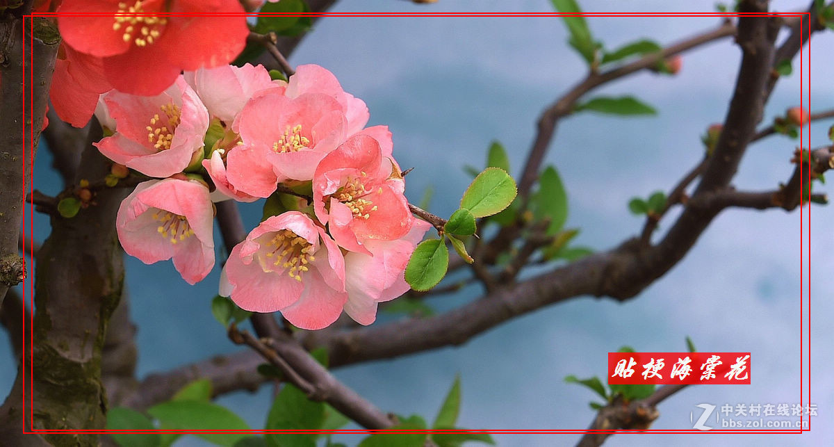 一组“贴梗海棠”拍