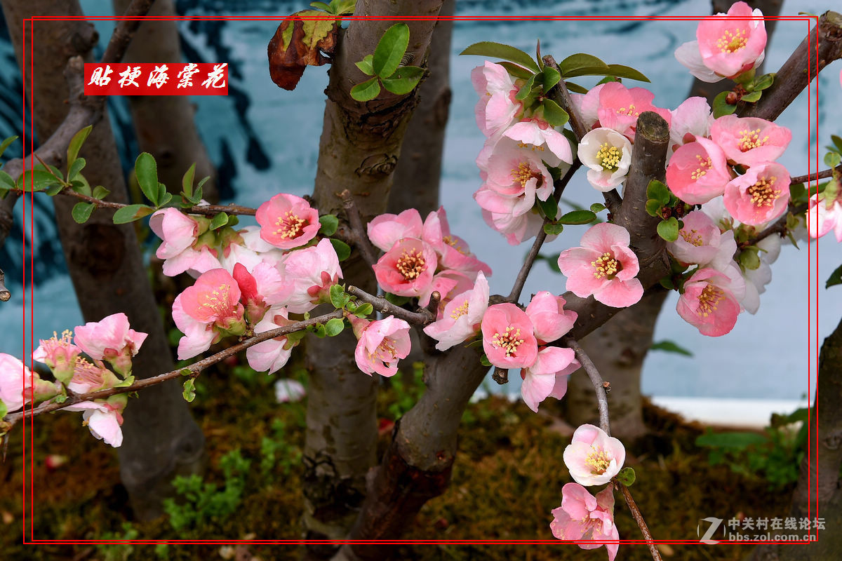 一组“贴梗海棠”拍