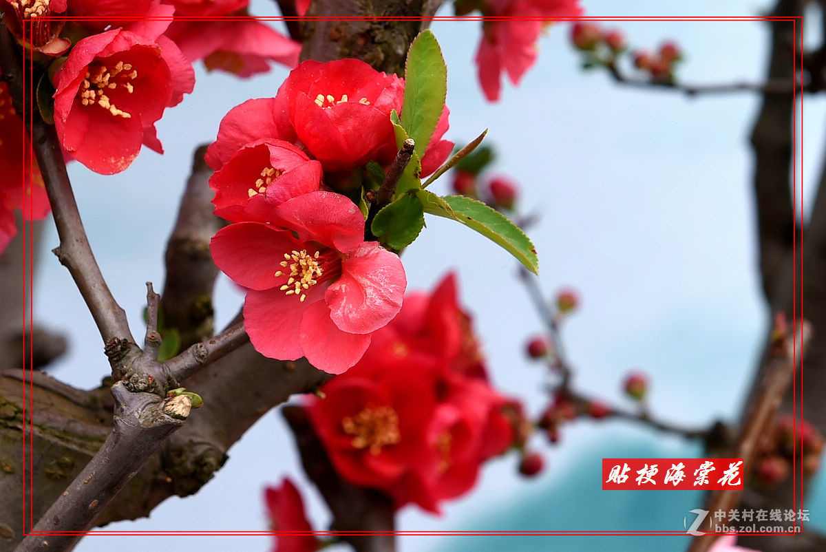 一组“贴梗海棠”拍