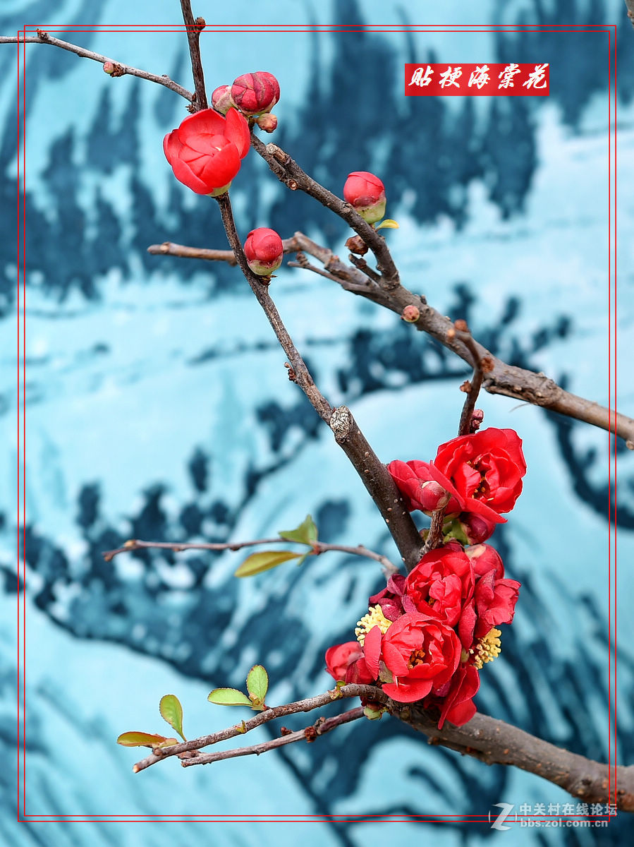 一组“贴梗海棠”拍