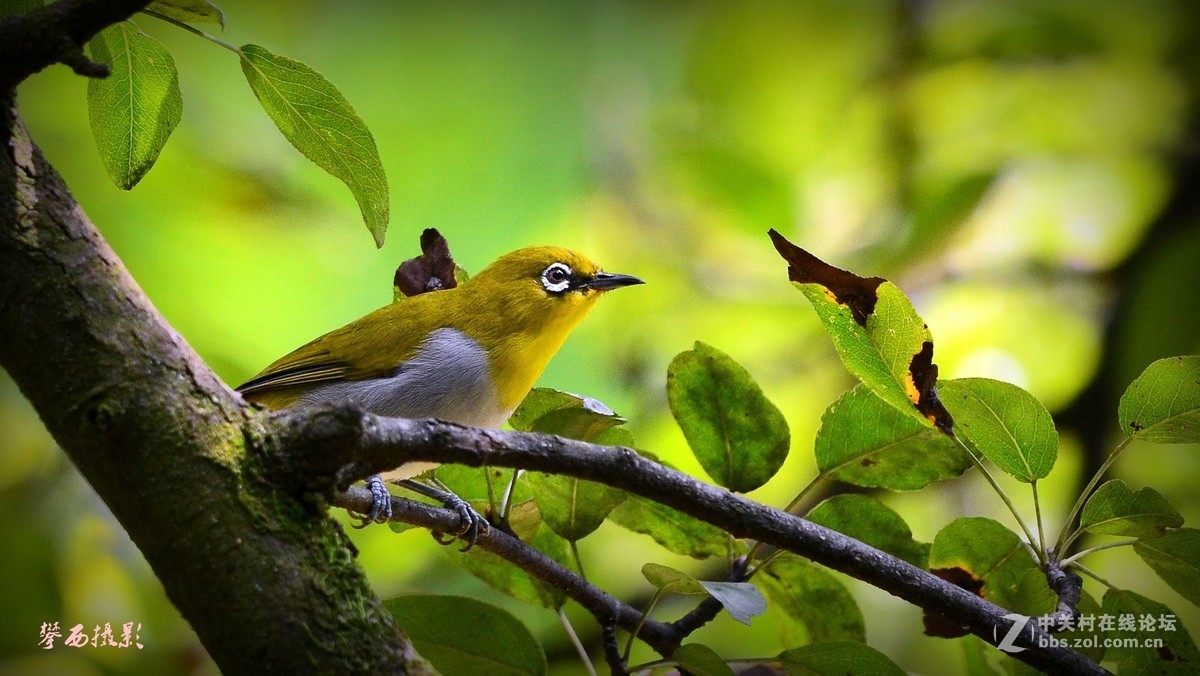 七彩云南拍鸟记《五十六》小秀眼