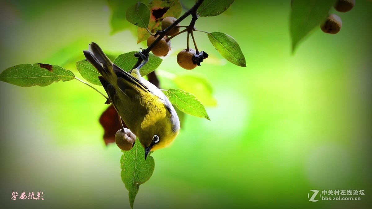 七彩云南拍鸟记《五十六》小秀眼