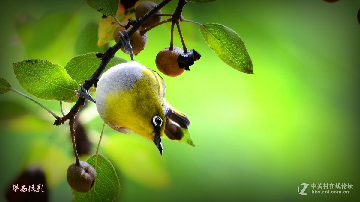 七彩云南拍鸟记《五十六》小秀眼