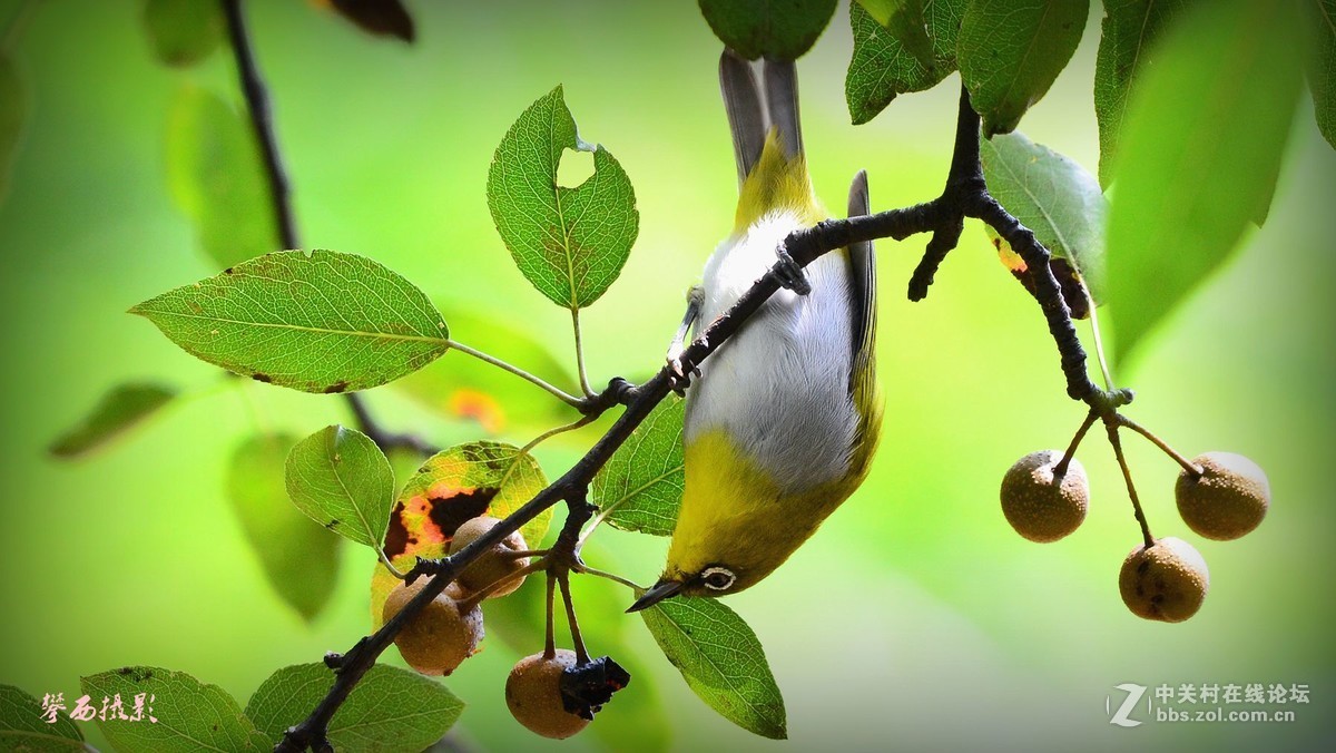 七彩云南拍鸟记《五十六》小秀眼