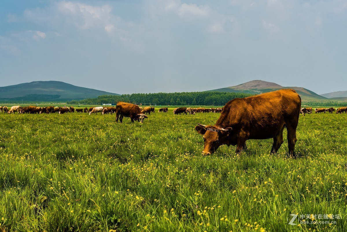 #版主坐堂#2017年11月份《承德》优秀作品选辑