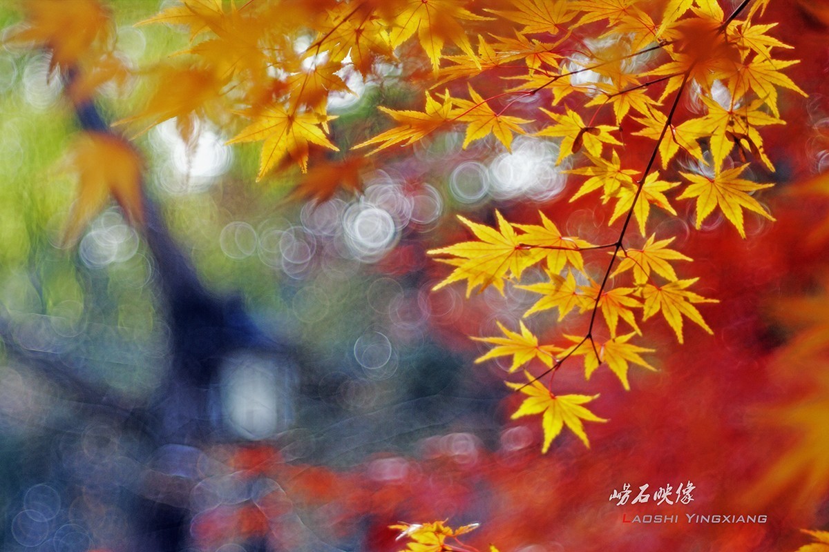 几片枫叶，一段情思