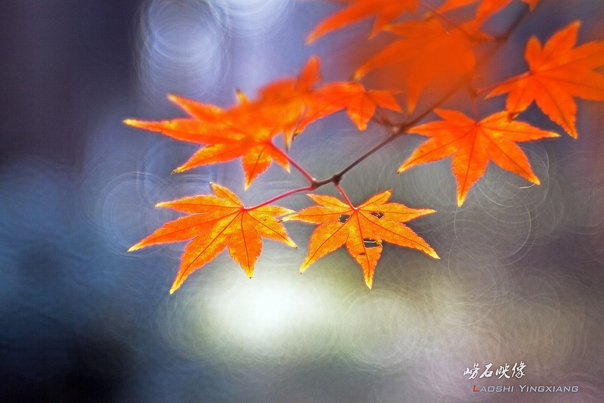 几片枫叶，一段情思