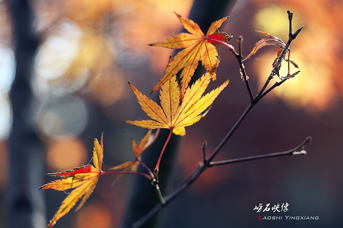几片枫叶，一段情思