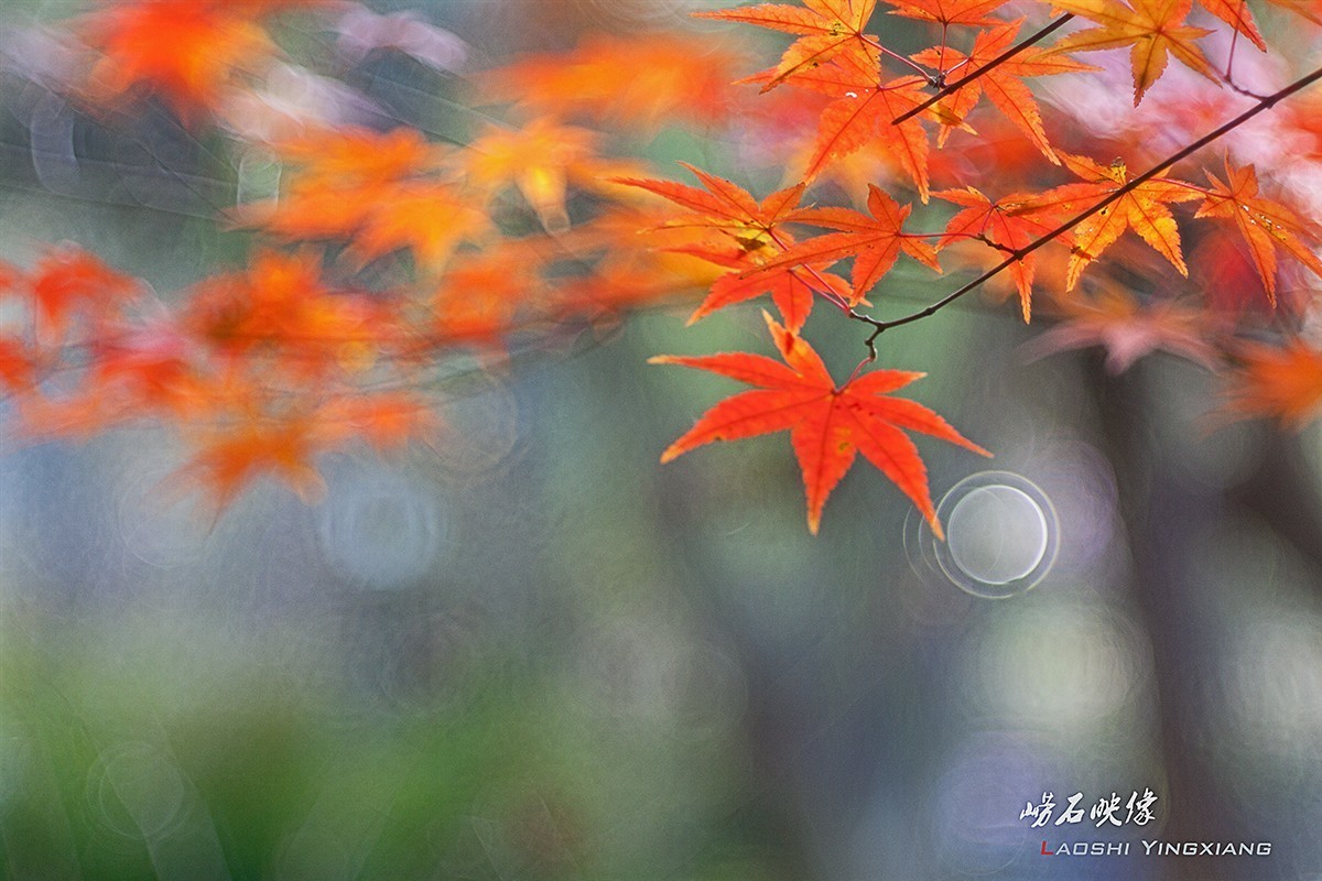 几片枫叶，一段情思