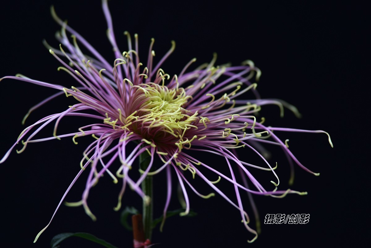 菊醉金秋十月