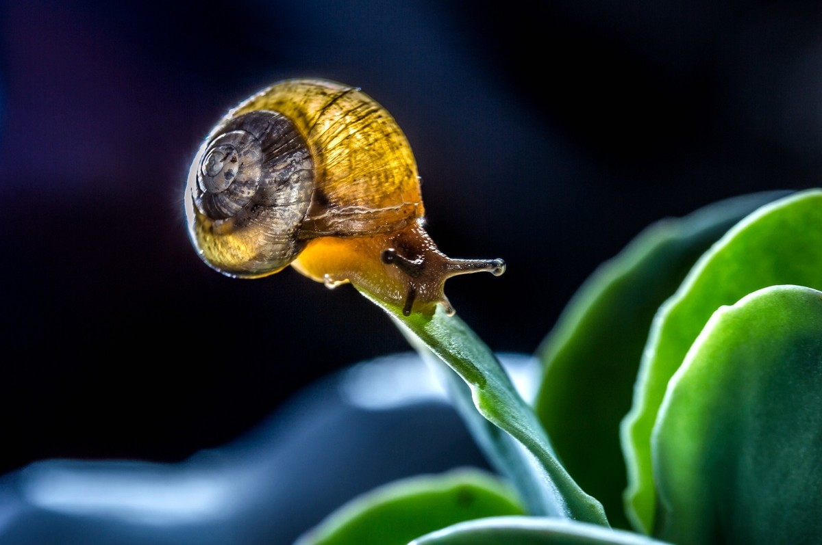 蜗牛