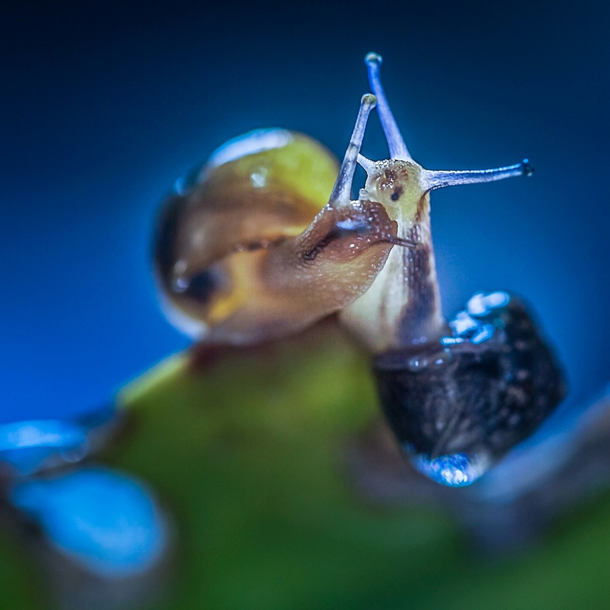 蜗牛