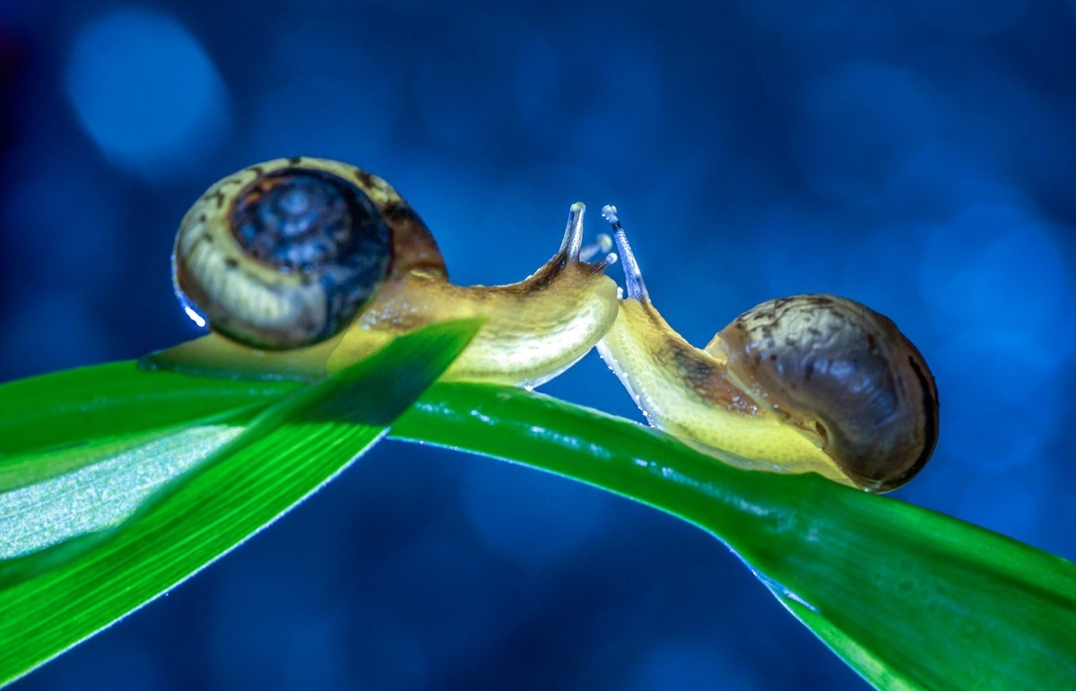 蜗牛