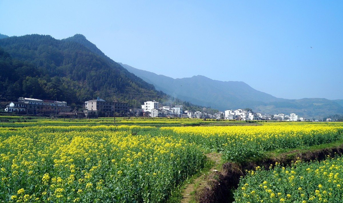 婺 源 江 岭 油 菜 花