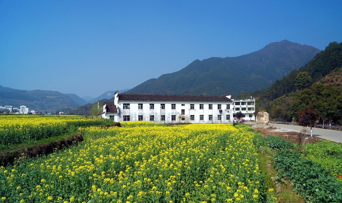 婺 源 江 岭 油 菜 花