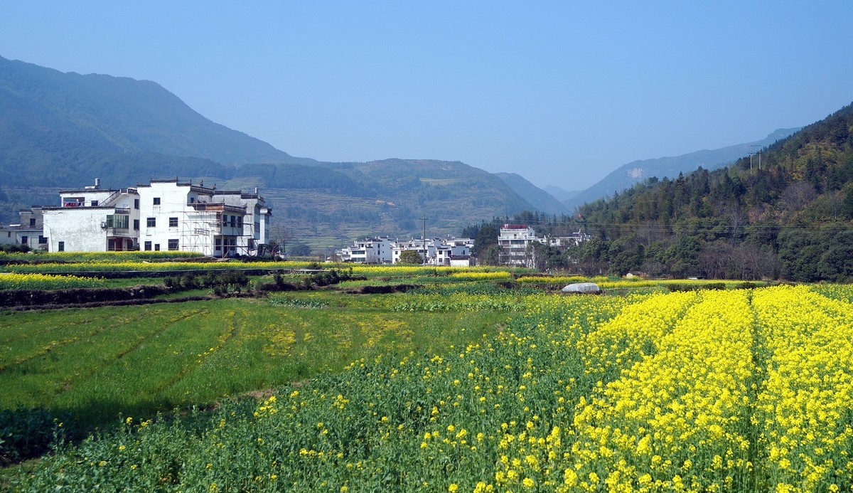 婺 源 江 岭 油 菜 花