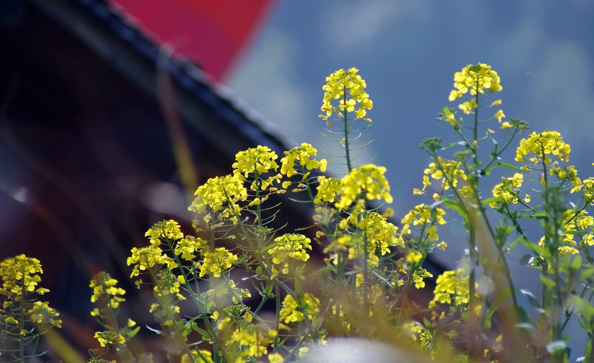 婺 源 江 岭 油 菜 花