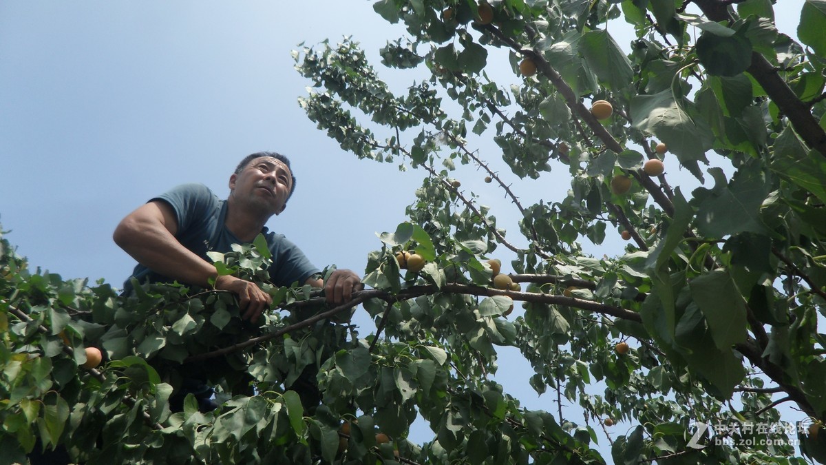 哥哥家的杏树杏熟了，