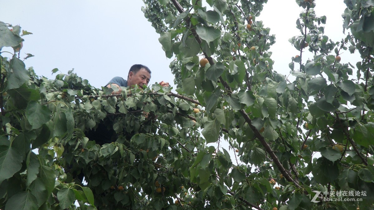 哥哥家的杏树杏熟了，