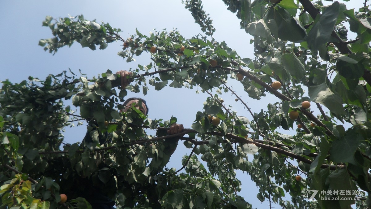 哥哥家的杏树杏熟了，