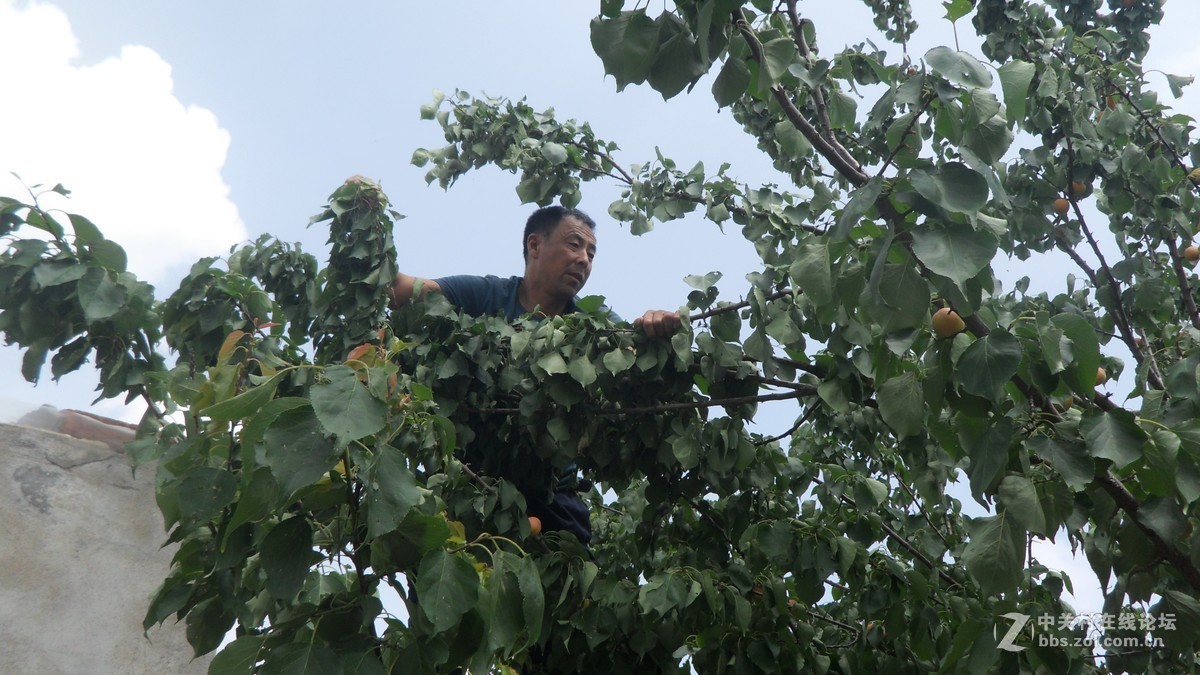 哥哥家的杏树杏熟了，