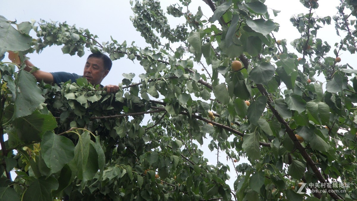 哥哥家的杏树杏熟了，