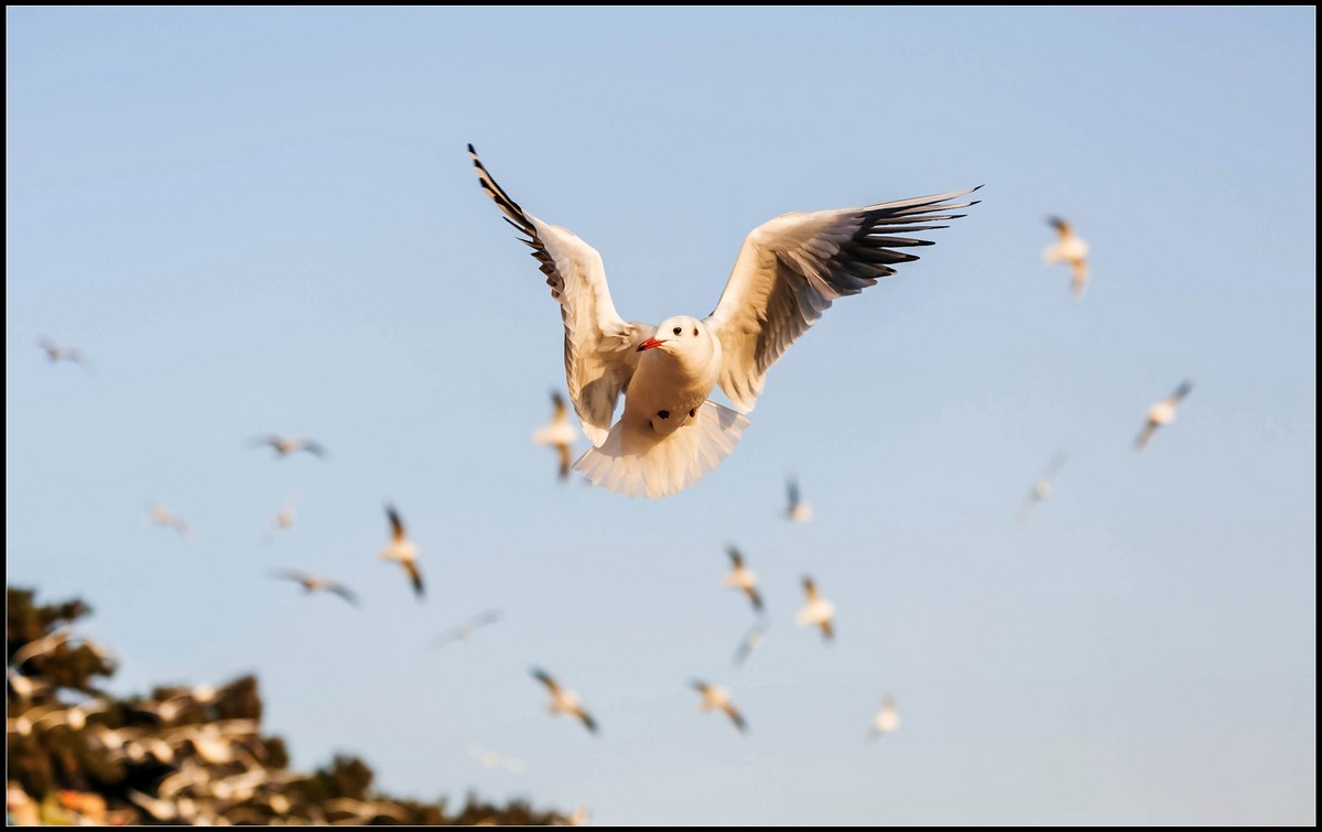 拍海鸥，知冷暖.....