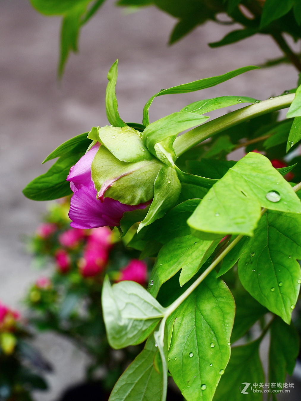或许局部更好看  ---- 与同志们看牡丹写作