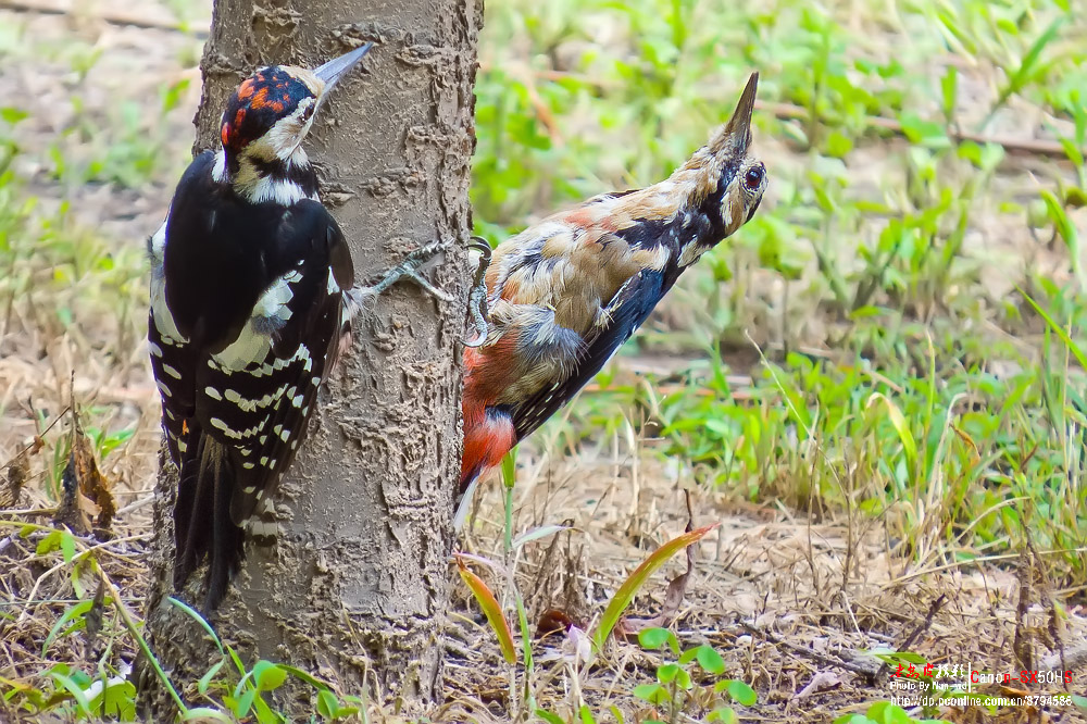 两只打架的啄木鸟最后三张是视频截图