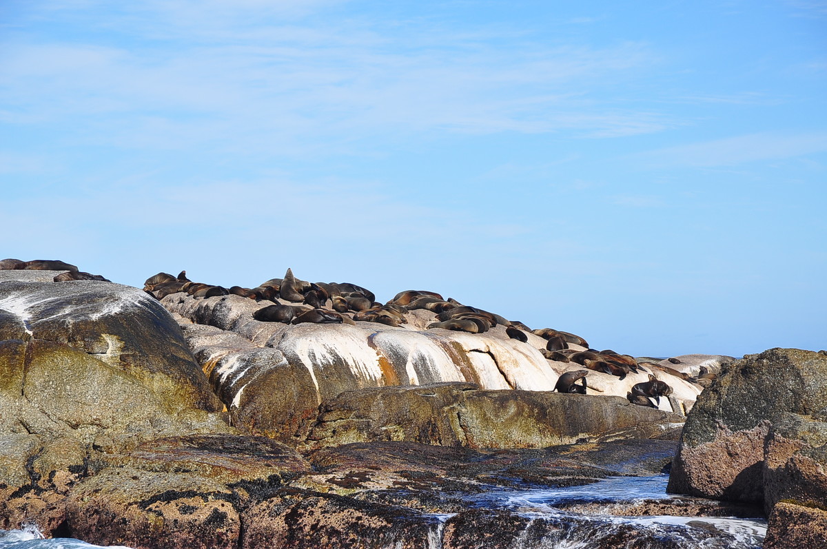 南非之旅（五）海豹岛