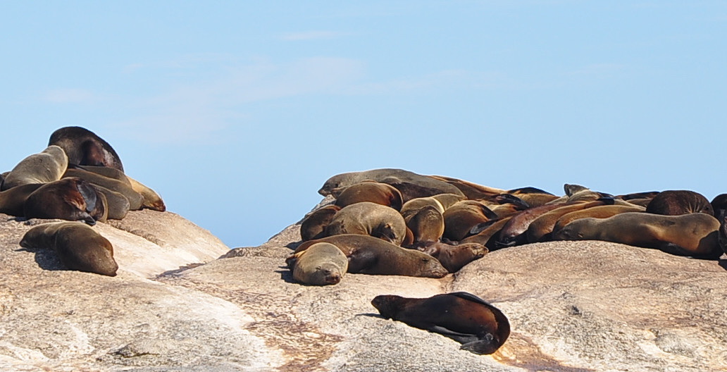 南非之旅（五）海豹岛
