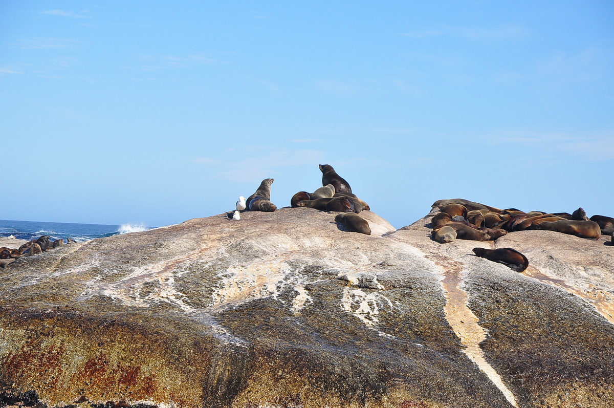 南非之旅（五）海豹岛