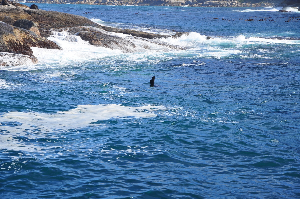 南非之旅（五）海豹岛