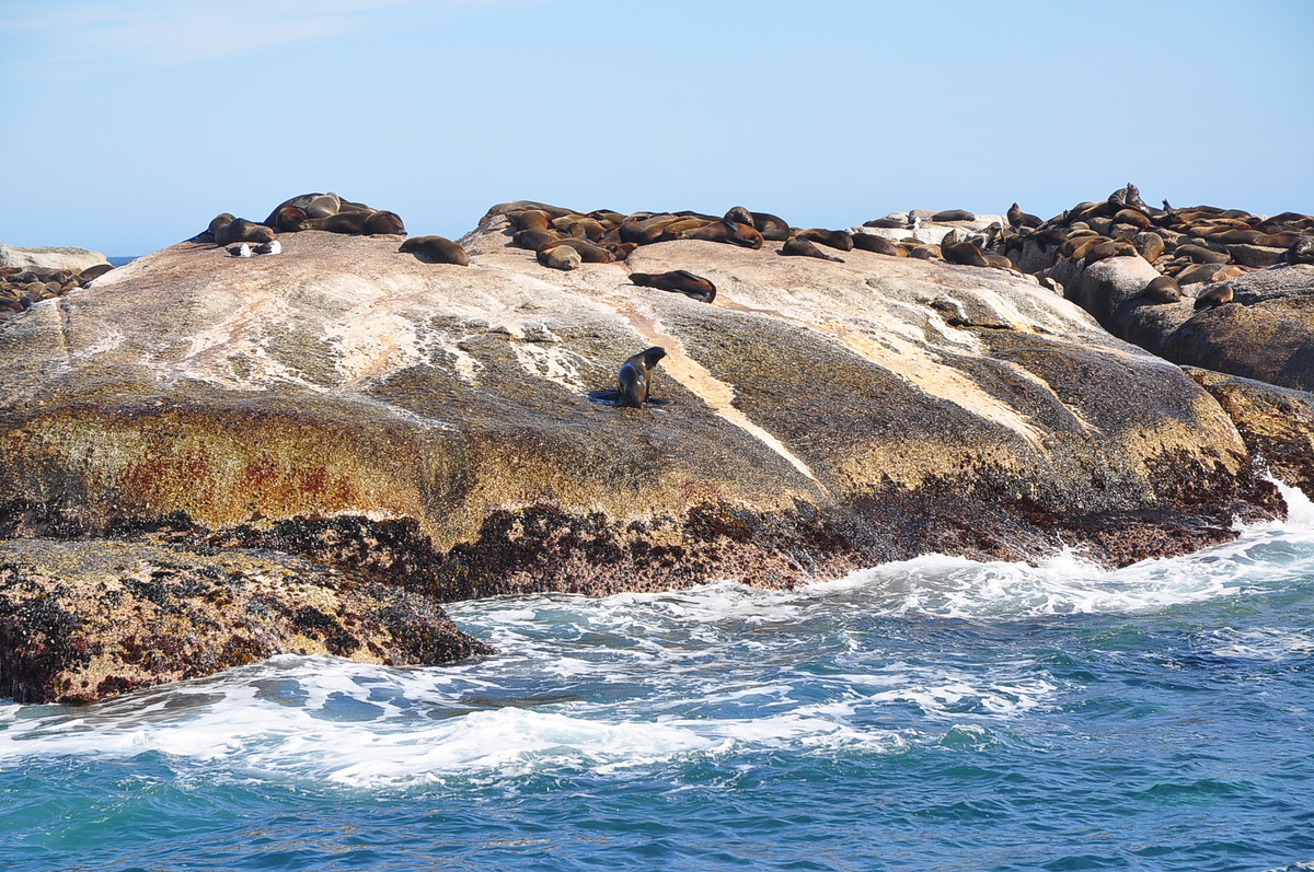 南非之旅（五）海豹岛