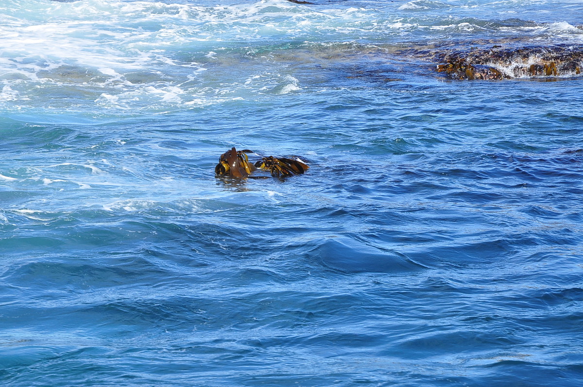 南非之旅（五）海豹岛