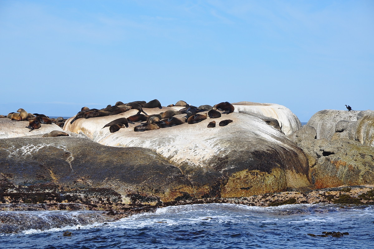南非之旅（五）海豹岛