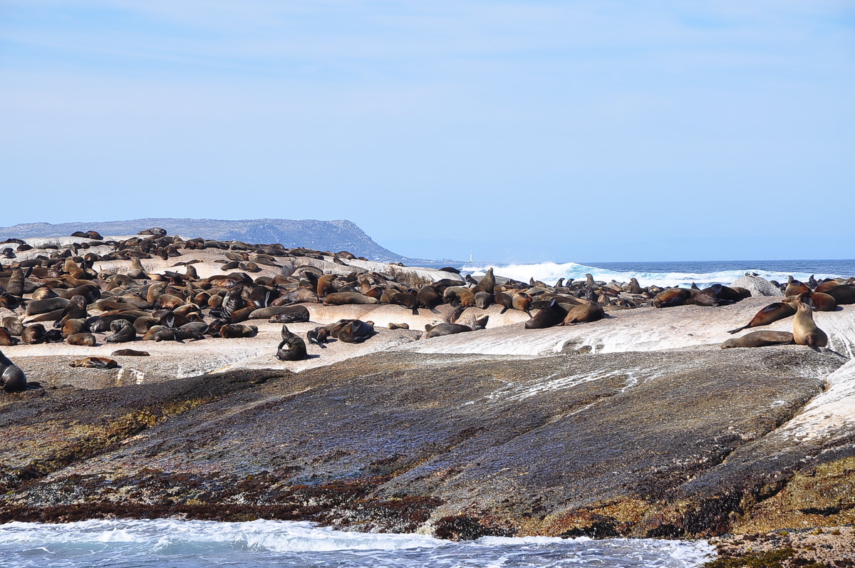 南非之旅（五）海豹岛