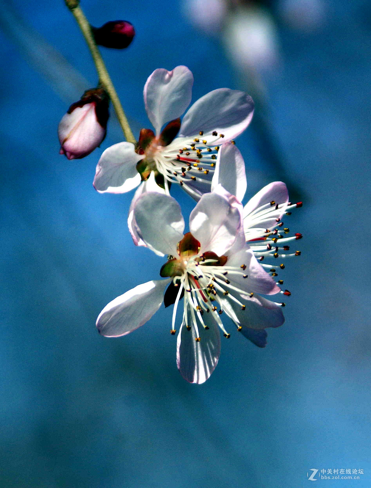 又到一年赏花季