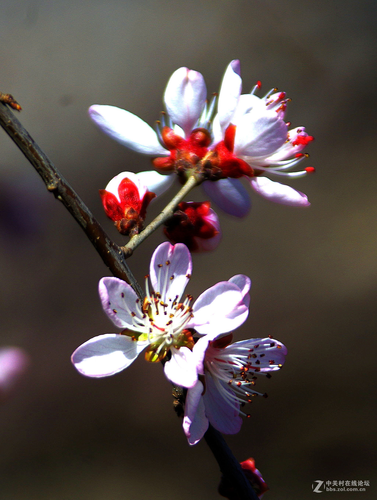 又到一年赏花季