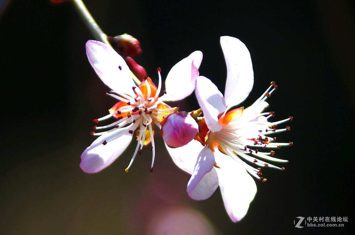 又到一年赏花季