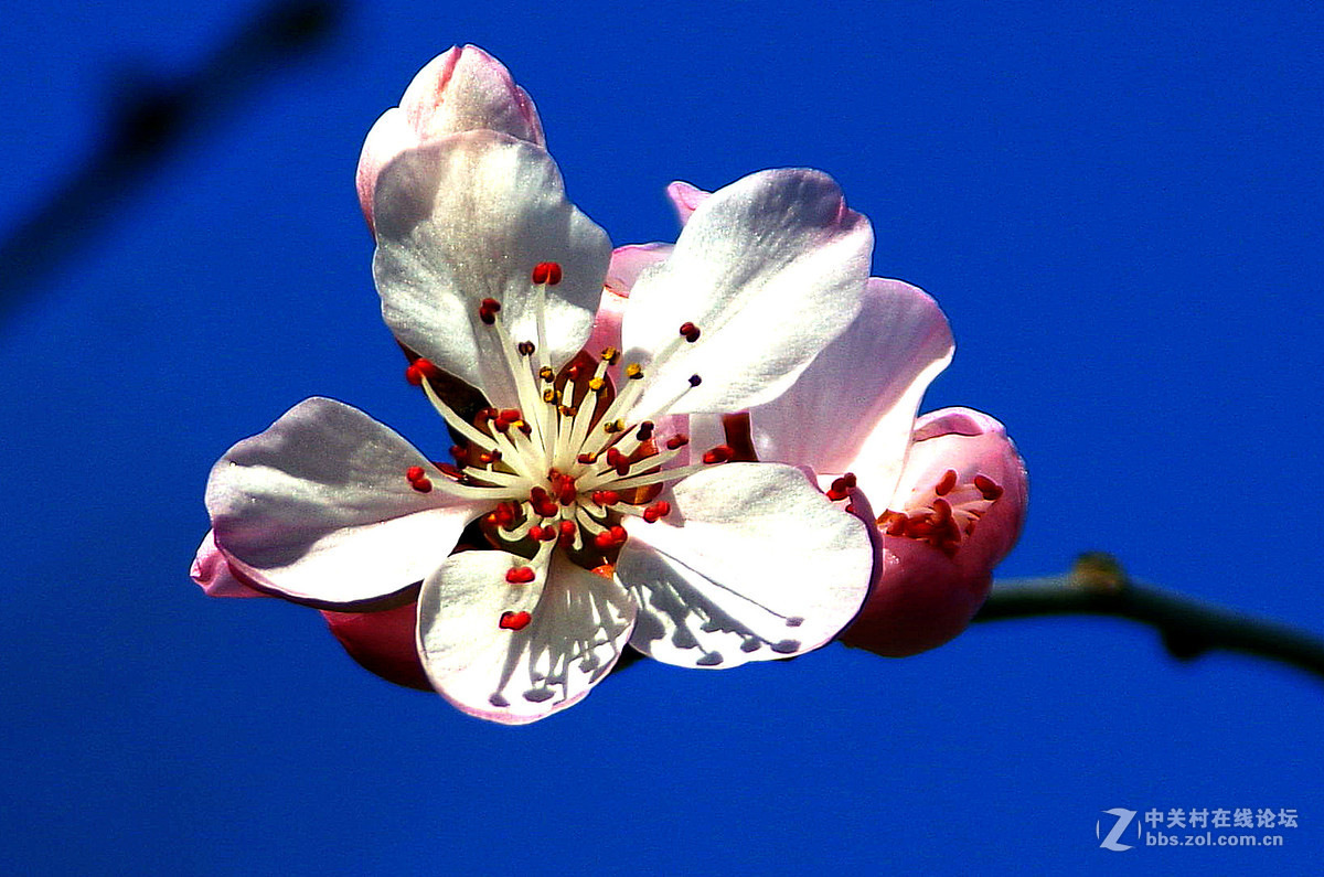 又到一年赏花季