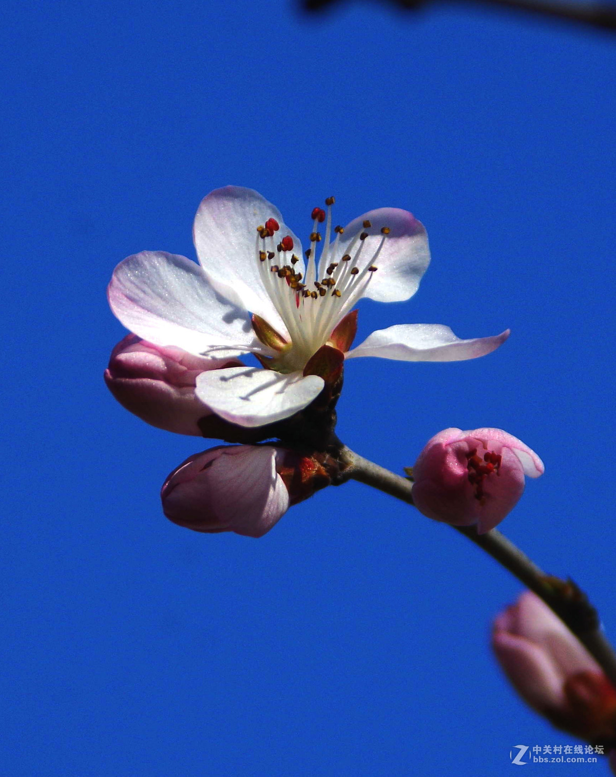 又到一年赏花季