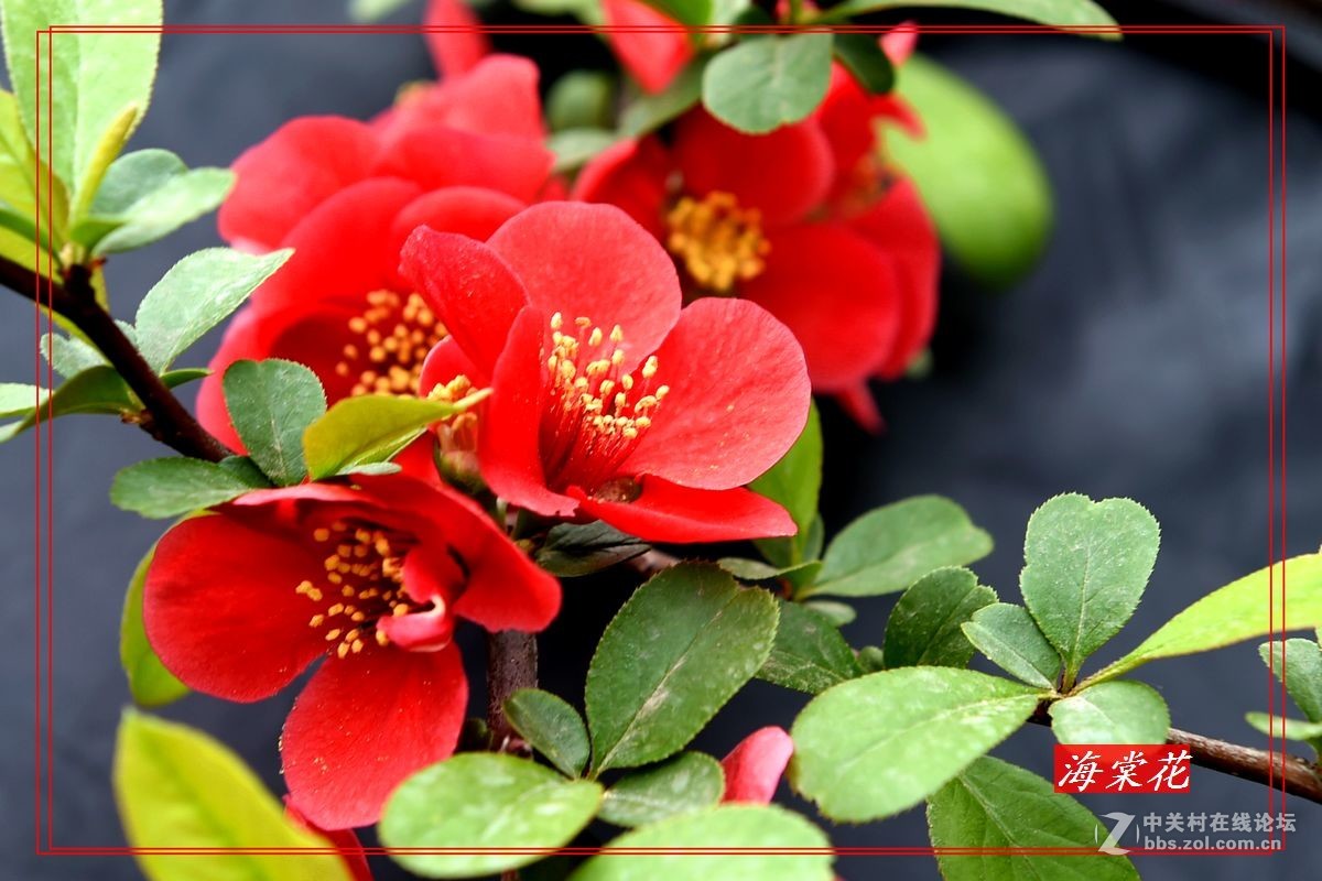 一组“贴梗海棠”拍