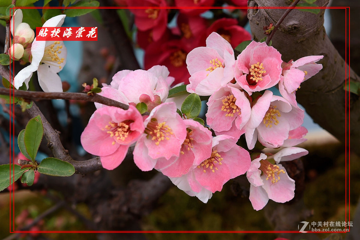 一组“贴梗海棠”拍